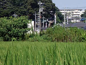 �c���猩���_��